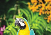 যে পাখি বাঁচে অর্ধশতক