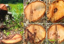 এক সপ্তাহে কাটা হলো দুই শতাধিক মাদার ট্রি