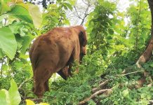 হাতি সংরক্ষণ প্রকল্পে বাঁশবাগান