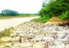 ইছামতীর ভাঙন রুখতে জিও ব্যাগ বসাল গ্রামবাসী