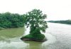 সবুজ টিলায় পর্যটনের হাতছানি, প্রয়োজন উদ্যোগ