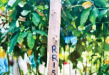শ্রীলঙ্কা থেকে আনা উন্নত জাতের রাবার ক্লোনে উৎপাদন বৃদ্ধির সম্ভাবনা