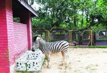 বাঘের বিনিময়ে জেব্রা আনতে চায় চট্টগ্রাম চিড়িয়াখানা