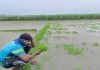 চট্টগ্রামে ফসল হারিয়ে দিশেহারা সোয়া লাখ কৃষক