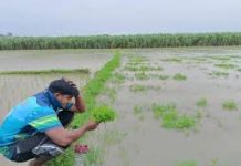 চট্টগ্রামে ফসল হারিয়ে দিশেহারা সোয়া লাখ কৃষক