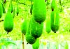 বর্ষায় উঁচু জমিতে লাউ চাষ করে সাফল্য