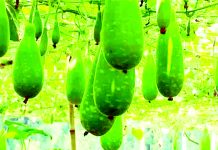 বর্ষায় উঁচু জমিতে লাউ চাষ করে সাফল্য