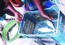 মীরসরাইয়ে ভরা মৌসুমেও মিলছে না ইলিশ