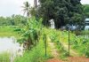 ৬০ লাখ পোনার চাহিদা, উৎপাদন মাত্র ৩ লাখ