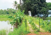 ৬০ লাখ পোনার চাহিদা, উৎপাদন মাত্র ৩ লাখ