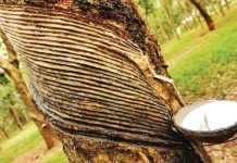 রাবার চুরি বেড়েছে, লোকসানে মালিকরা