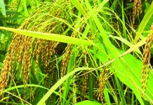 খাগড়াছড়িতে জুমে ধানের নতুন জাত, ফলন দ্বিগুণ