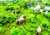 বরকলে হাতি ও মানুষের বিরল সহাবস্থান