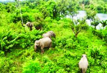 বরকলে হাতি ও মানুষের বিরল সহাবস্থান