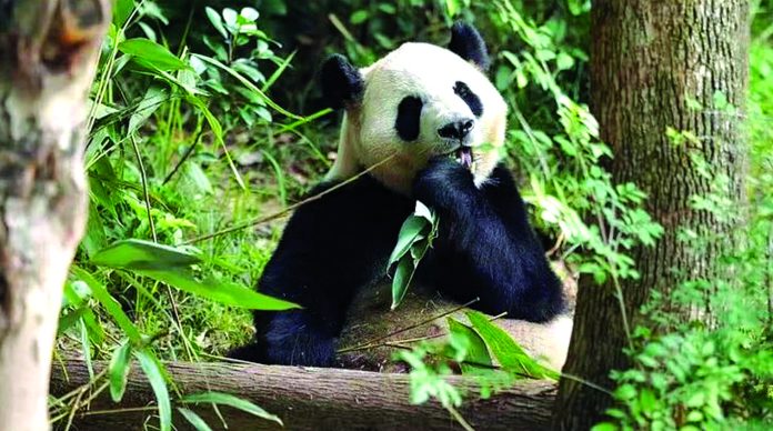 Panda