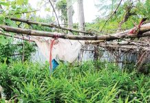 বস্তায় আদা চাষ, পাল্টে যাচ্ছে কৃষির চিত্র