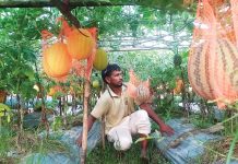 রাঙ্গুনিয়ায় গ্রীষ্মকালীন তরমুজে সম্ভাবনা
