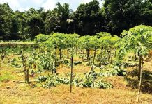 কৃষকের পেঁপে বাগান কেটে ধ্বংস