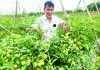 অসময়ে টমেটো চাষ, কৃষিতে সম্ভাবনা