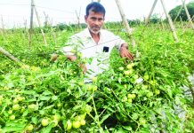 অসময়ে টমেটো চাষ, কৃষিতে সম্ভাবনা