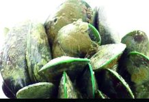 ভেলায় ঝিনুক-কোরাল চাষ