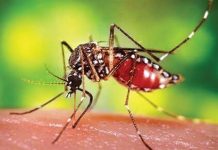 চট্টগ্রামে ১৭ দিনে ডেঙ্গু আক্রান্ত ১ হাজার ১৮৪ জন, মৃত্যু ৯