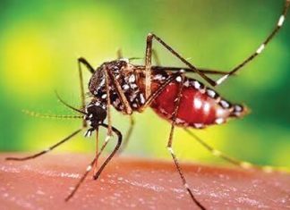 চট্টগ্রামে ১৭ দিনে ডেঙ্গু আক্রান্ত ১ হাজার ১৮৪ জন, মৃত্যু ৯