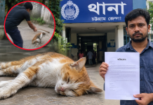 চকরিয়ায় পোষা বিড়ালকে পিটিয়ে হত্যার অভিযোগ