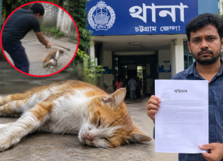 চকরিয়ায় পোষা বিড়ালকে পিটিয়ে হত্যার অভিযোগ