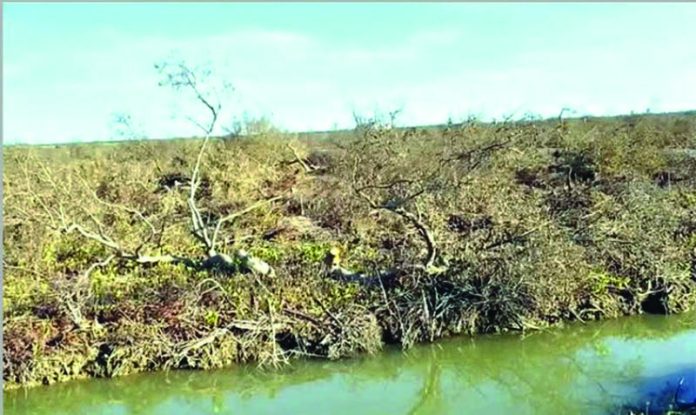 Chakaria Pic.(Mangrove) 23.10.2026
