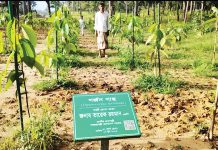 টং ঘর থেকে দিনরাত পাহারা, নিরাপদে বেড়ে উঠছে দুই হাজার চারা