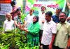 কদম মোবারক ব্যবসায়ী সমবায় সমিতির চারা বিতরণ