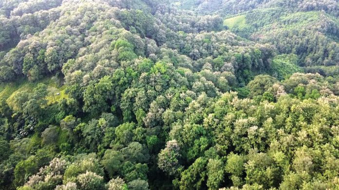 Khagrachhari Forest 1