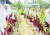 উপকূলজুড়ে সবুজ বেষ্টনী গড়ার প্রত্যয়