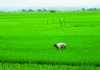 সবুজে সেজেছে গুমাই বিল