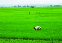 সবুজে সেজেছে গুমাই বিল