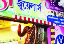 স্বর্ণের দোকানের শোকেসে দামি গহনার বদলে ঝুলছিল অজগর
